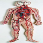 Blood Circulation Model